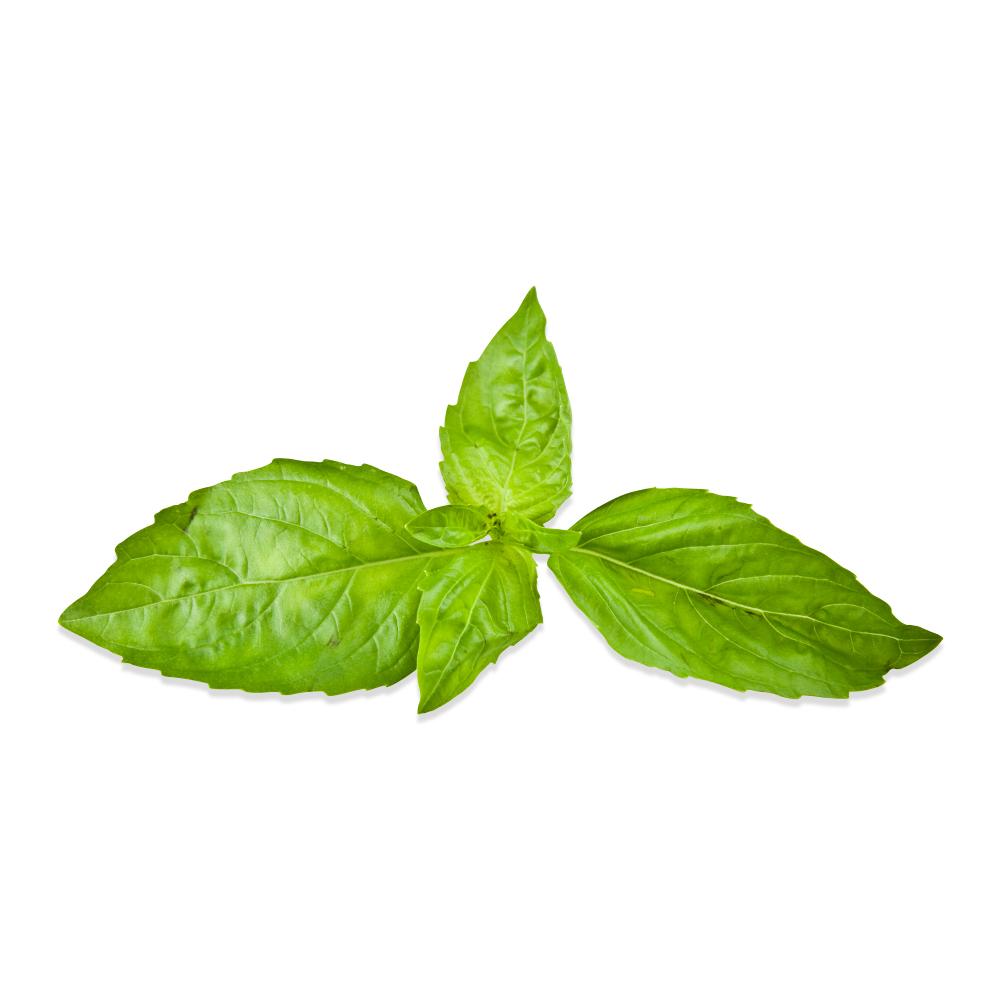 Basil