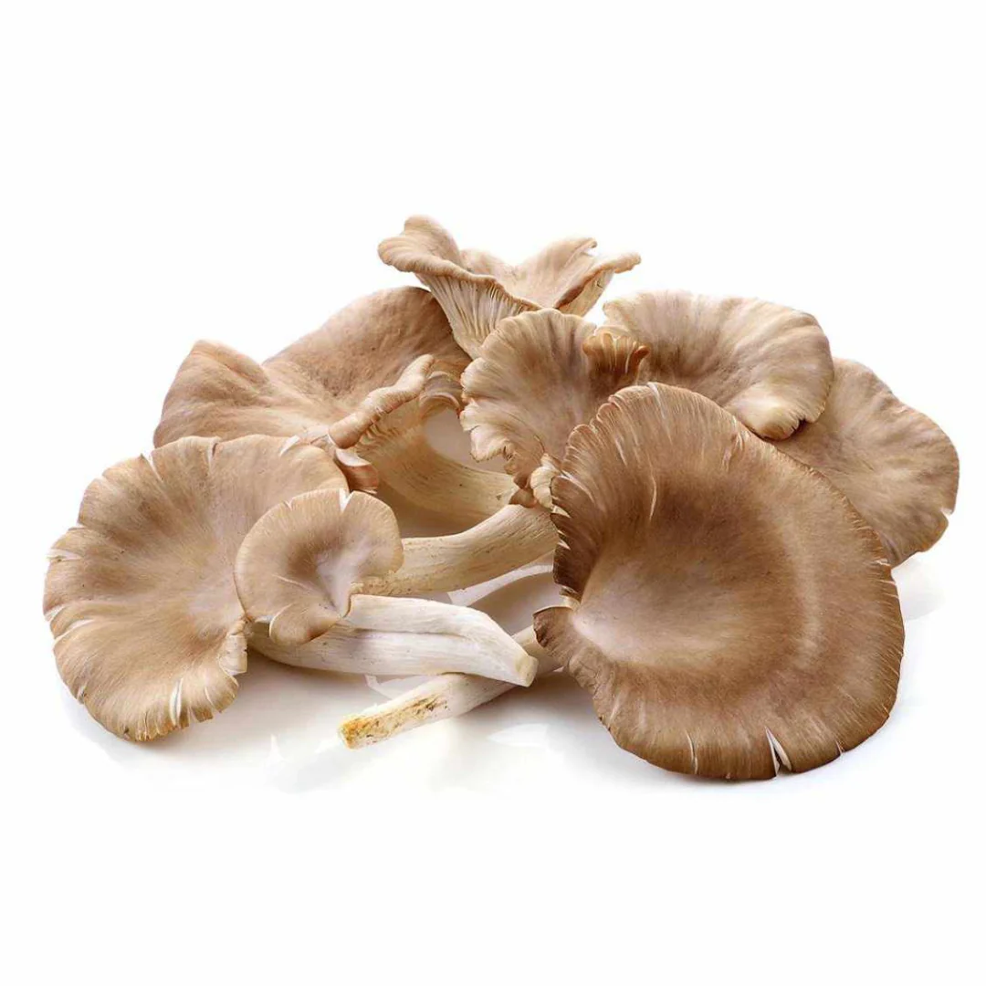 Oyster Mushroom