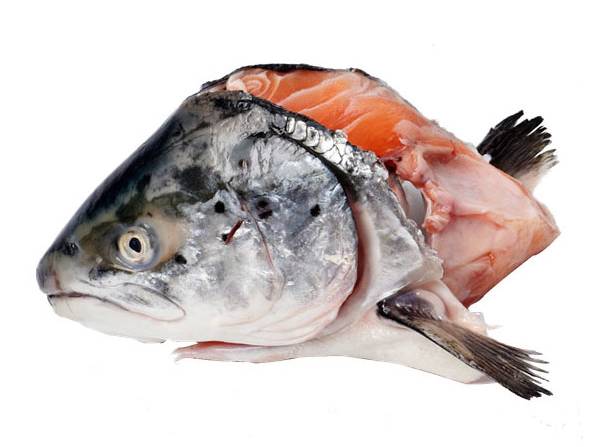 Salmon Head