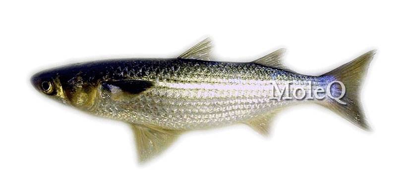 Mullet Fish