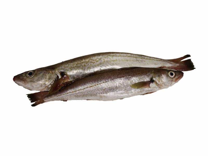 Whiting Fish