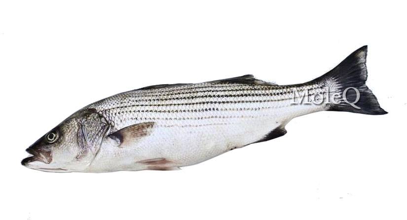 Farm Striped Bass