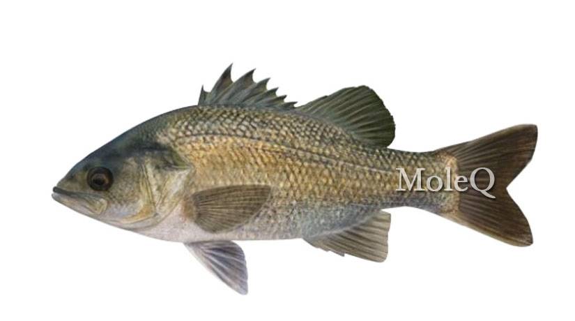 White Bass