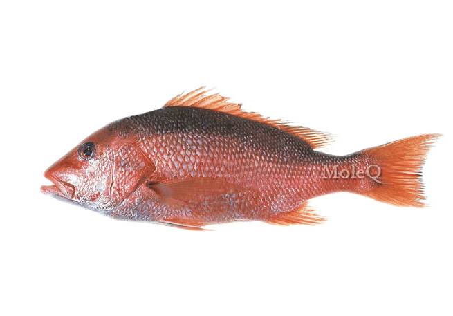 Red Snapper