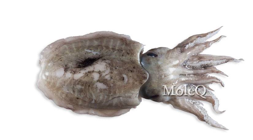 Cuttle Fish