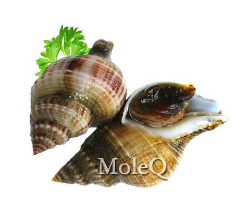 Yellow Snail