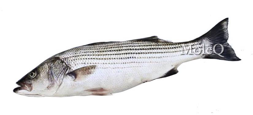 Live Striped Bass