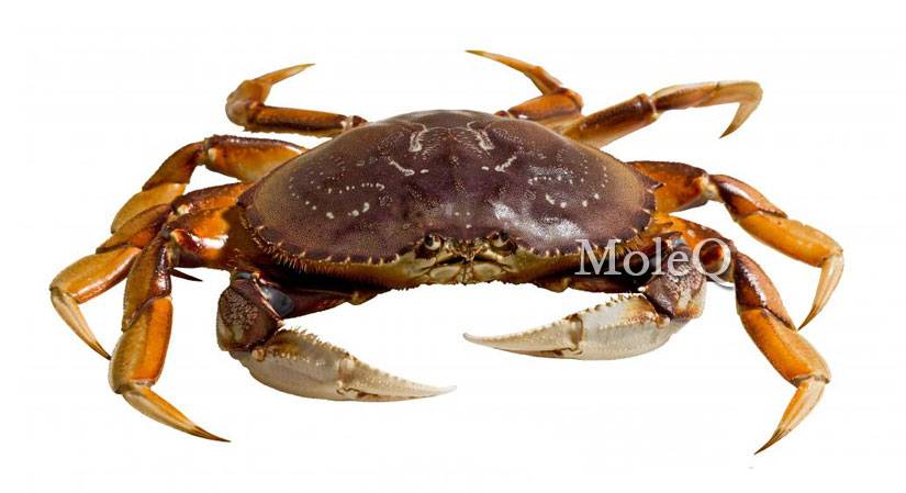 Dungeness Crab