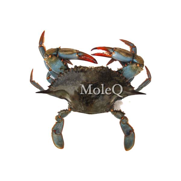 Male Blue Crab