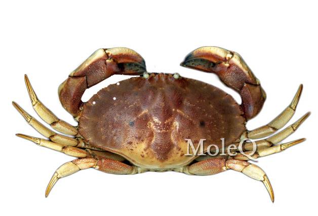 Stone Crab