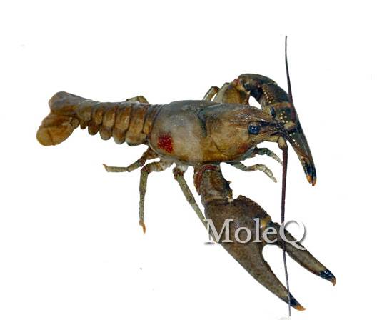 Crawfish