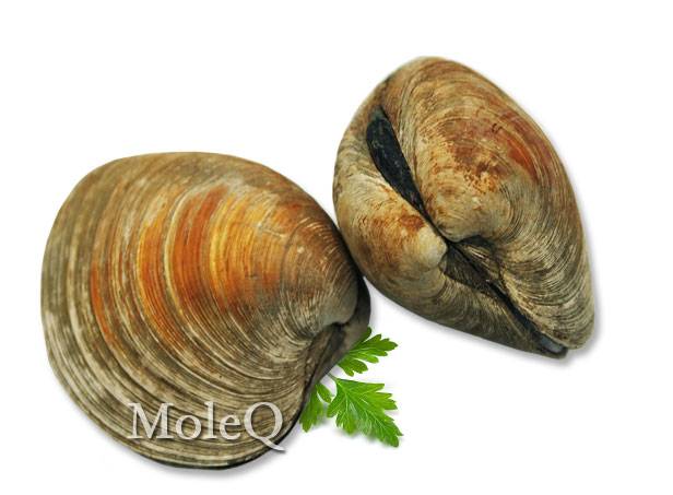 Chowder Clam