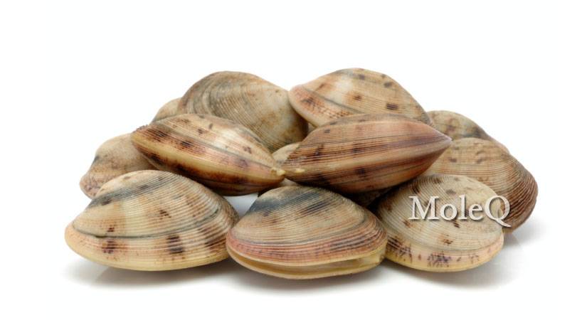 Top Neck Clam