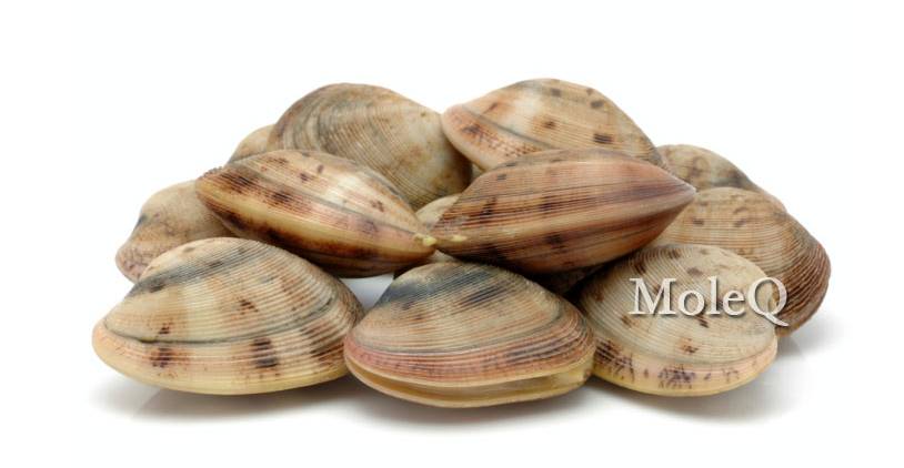 Little Neck Clam