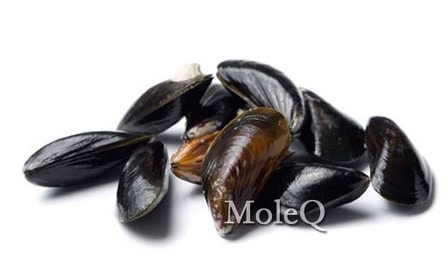 Mussels