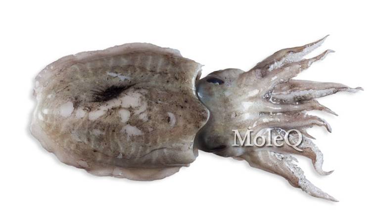 Clean Cuttlefish