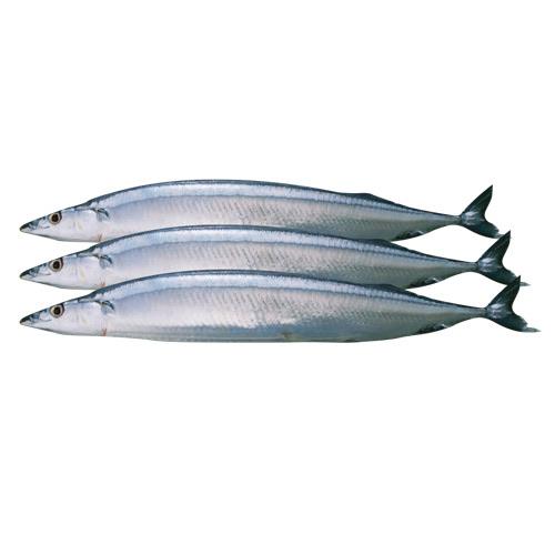 Mackerel Pike