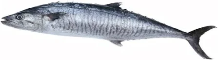 King Mackerel