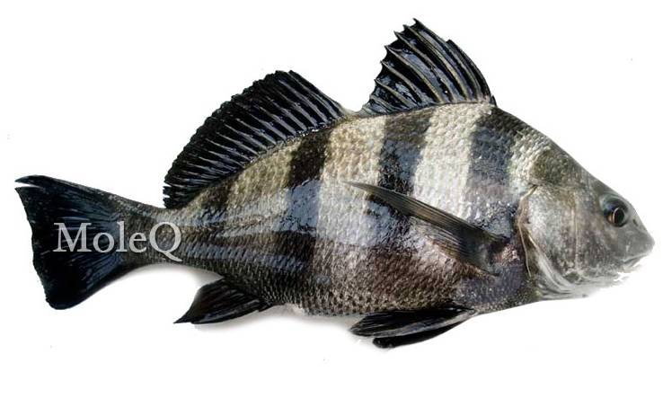 Black Drum