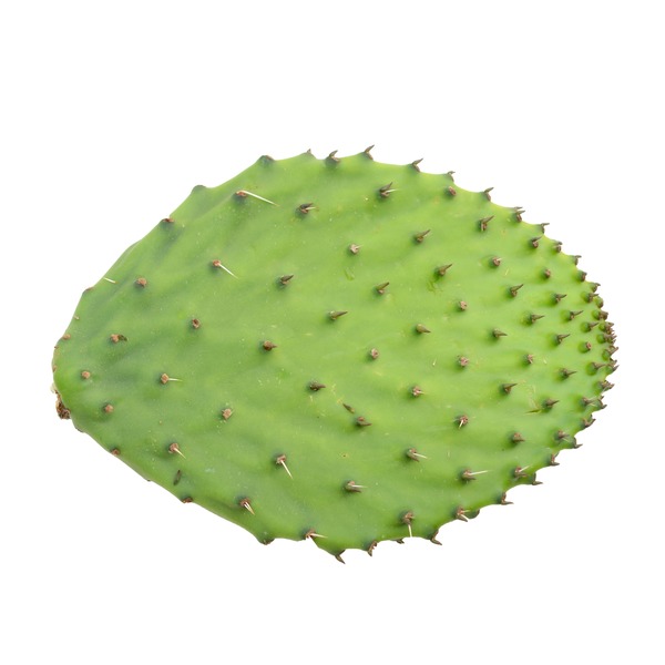 Cactus Leaf